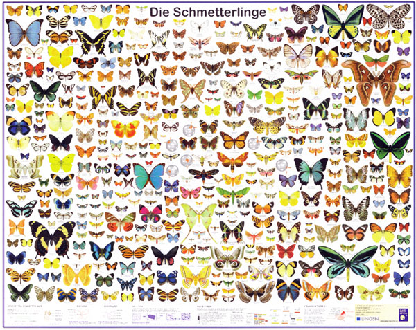 Grossposter \"Die Schmetterlinge\"